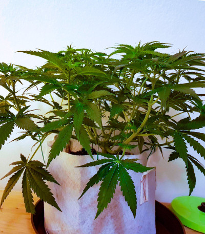 Семена конопли сорта Snow White Amsterdam