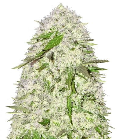Sweet Harlem Diesel fem (Sumo Seeds) семена конопли
