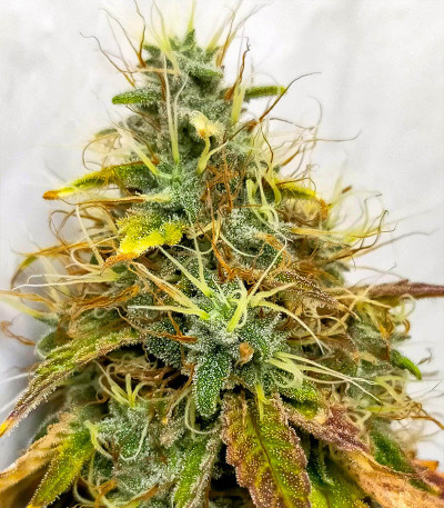 Watermelon OG fem (Advanced Seeds) семена конопли