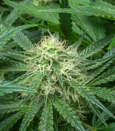 Watermelon Zkittlez Auto fem семена конопли