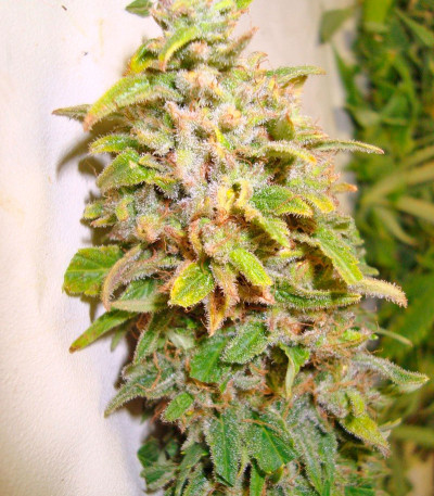 Afrodite fem семена конопли