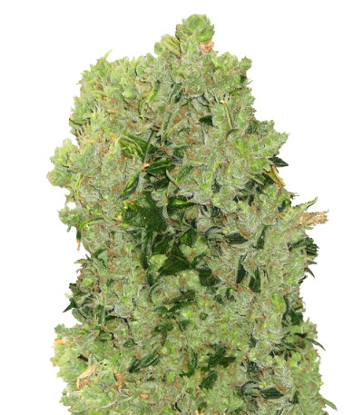 Купить семена конопли Arjan's Haze #3 шишки