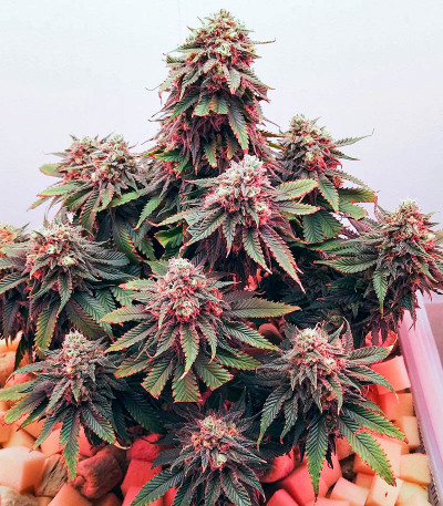 Boy Scout Cookies (Kalashnikov Seeds) семена конопли