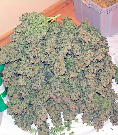 Chronic fem (Serious Seeds) семена конопли