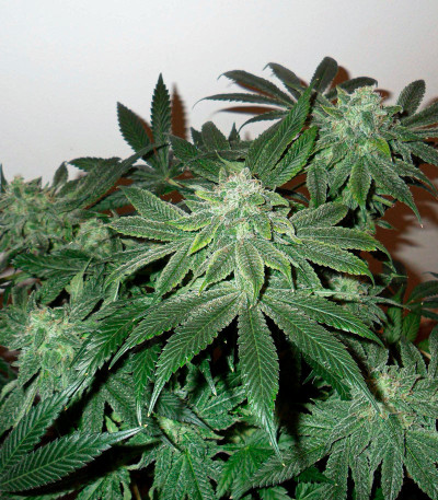 Fast Flowering OGKZ fem семена конопли