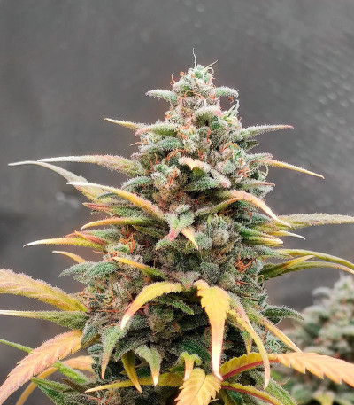 Gelato Auto fem (Herbies Seeds) семена конопли