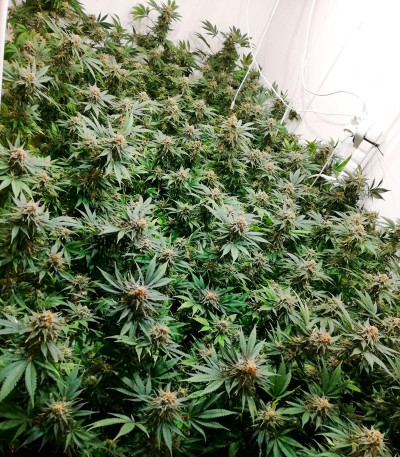 Monster Pebbles (Monster Genetics) семена конопли