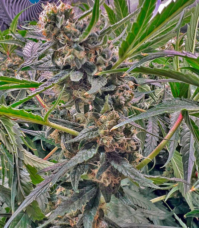 Purple Punch X Lemon Drizzle fem от Barney's Farm семена конопли