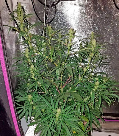 Sterling Haze fem (Nirvana Seeds) семена конопли