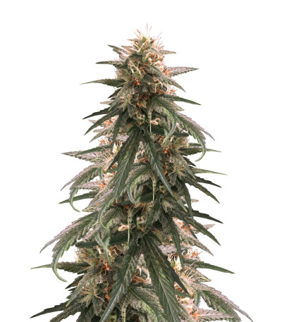 Strawberry Amnesia fem (Herbies Seeds) семена конопли