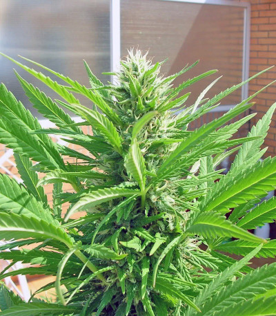 S.A.D. Sweet Afgani Delicious S1 fem (Sweet Seeds) семена конопли
