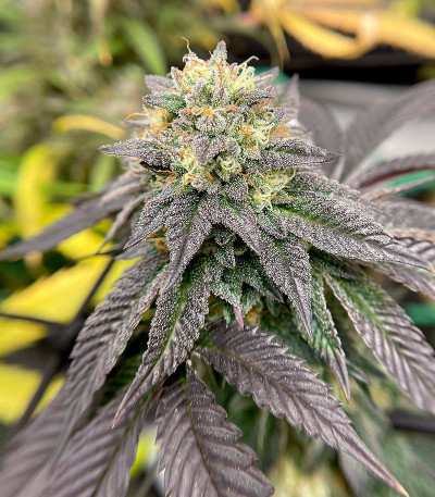 Vanilla Frosting fem (Humboldt Seed Company) семена конопли