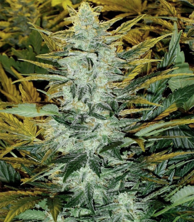 Lowryder Auto fem (Doctor's Choise) семена конопли