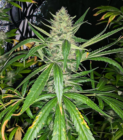 Monster Pebbles (Monster Genetics) семена конопли