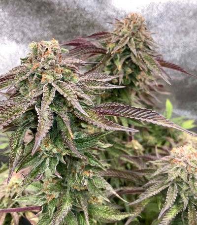 Mimosa X Orange Punch fem (Barney's Farm) семена конопли