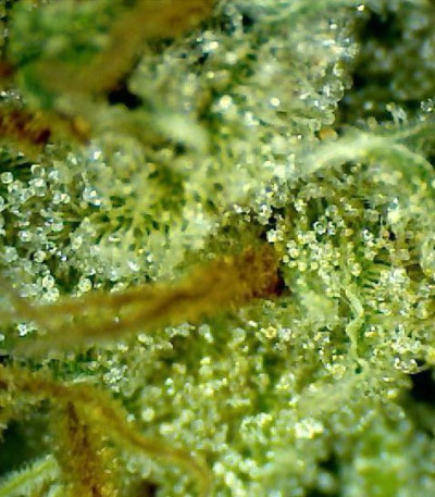 Amnesia Ganja Haze fem (Sumo Seeds) семена конопли