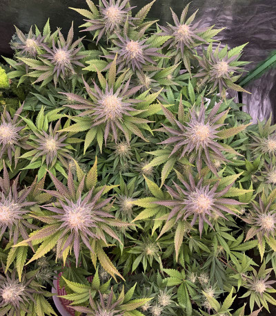 Banana Purp fem (Medical Seeds) семена конопли