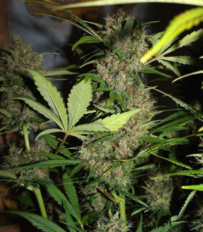 Crystal METH Auto fem (FastBuds) семена конопли