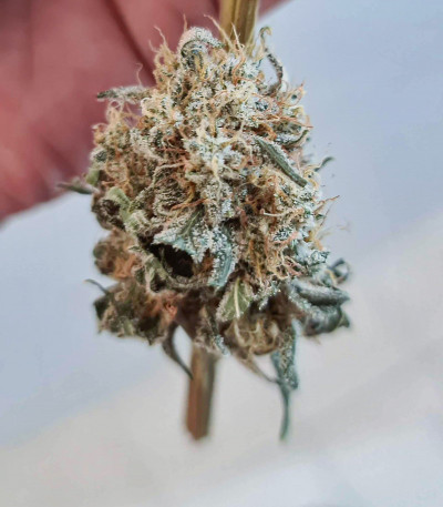 Fast Flowering OGKZ fem семена конопли