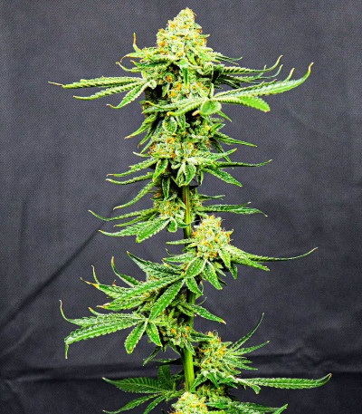 Gelato #33 fem (Advanced Seeds) семена конопли