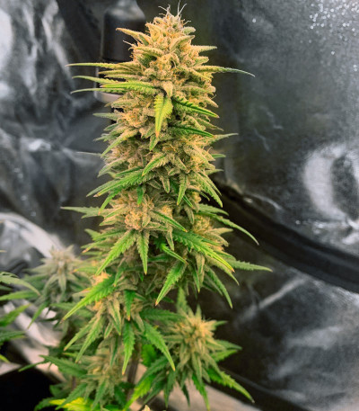 Godzilla Cookies Auto fem (Herbies Seeds) семена конопли
