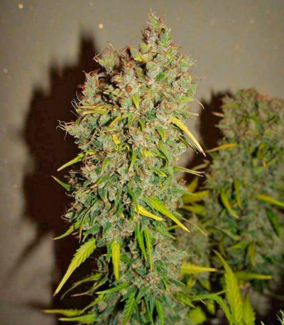 Grapefruit auto fem (FastBuds) семена конопли