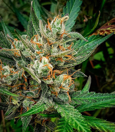 Jealousy Z XL Auto fem (Sweet Seeds) семена конопли