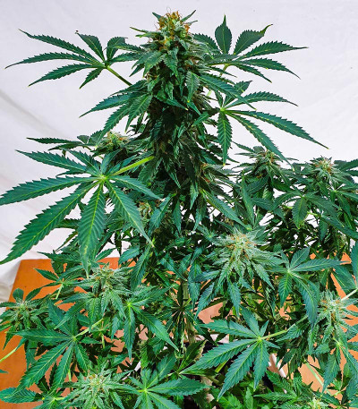 Kali Banner fem (AlphaFem Seeds) семена конопли