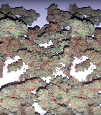 Spinning Buzz Kick Auto fem (Dr. Krippling Seeds) семена конопли