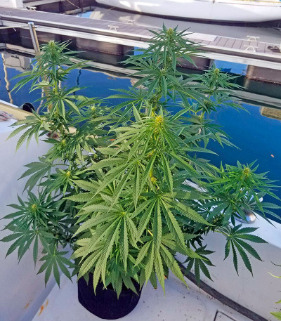 Strawberry Amnesia fem (Dinafem Seeds) семена конопли