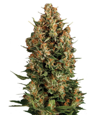 Wembley fem (Pyramid Seeds) семена конопли