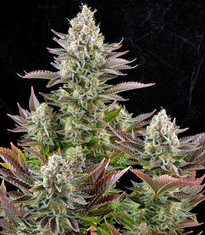 White Widow fem (Dinafem Seeds) семена конопли