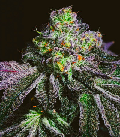 Wrank R2 fem (Ethos Genetics) семена конопли