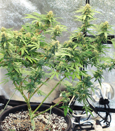 Runtz Auto fem (Barney's Farm) семена конопли