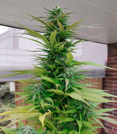 Holy Punch fem (Green House Seeds) семена конопли