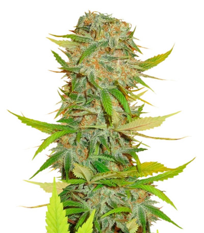 Aurora Indica regular (Nirvana Seeds) семена конопли