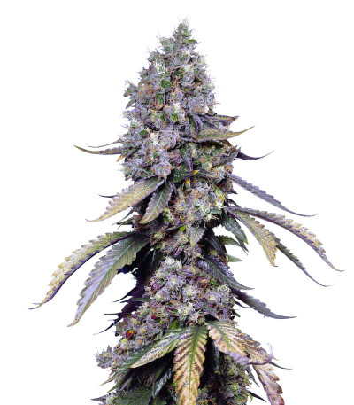 Black Muffin F1 Fast Version fem (Sweet Seeds) семена конопли