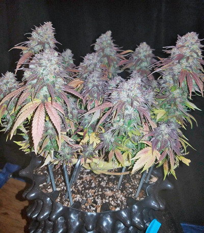 Blue Dream fem (Humboldt Seeds) семена конопли