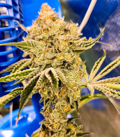 Brain Stroke Auto fem (High Speed ​​Buds) семена конопли