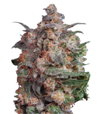 Семена Brainstorm шишки