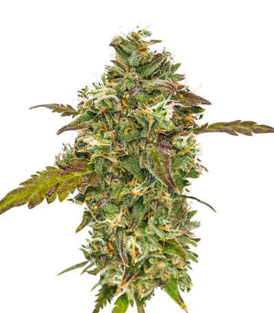 Candy House fem (UKHTA) семена конопли