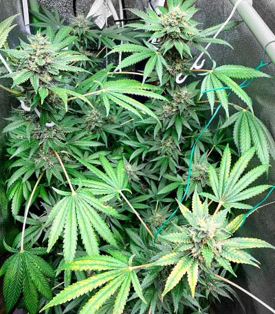 Eleven Roses Early Version fem (Delicious Seeds) семена конопли