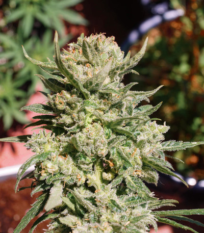 G14 auto fem (FastBuds) семена конопли