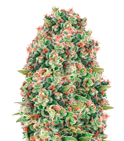 Mandarine 47 fem (Anesia Seeds) семена конопли