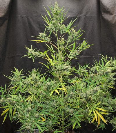 Original Auto Cheese fem FastBuds семена конопли