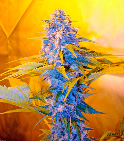 Skunk + (Power Skunk) fem семена конопли