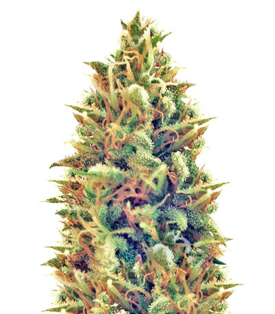 Puff Puff Pass Out fem (KFC Seeds) семена конопли