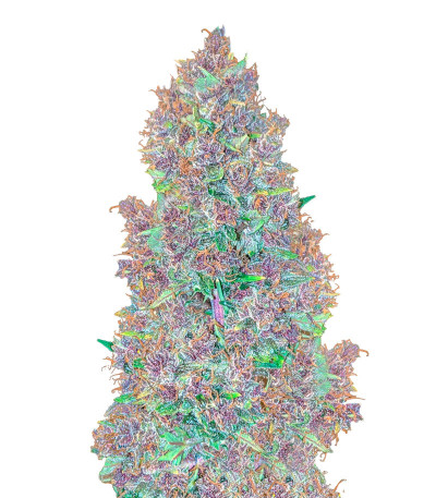 Auto Mix Pack #1 fem (Herbies Seeds) микс семян конопли