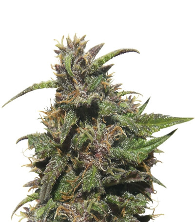 RuBerry auto fem (Russian Genetic) семена конопли