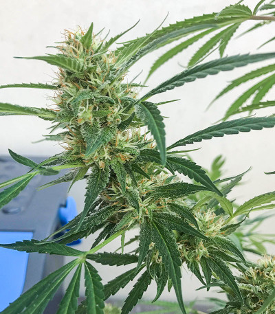 Soyuz OG Express fem (Kalashnikov Seeds) семена конопли